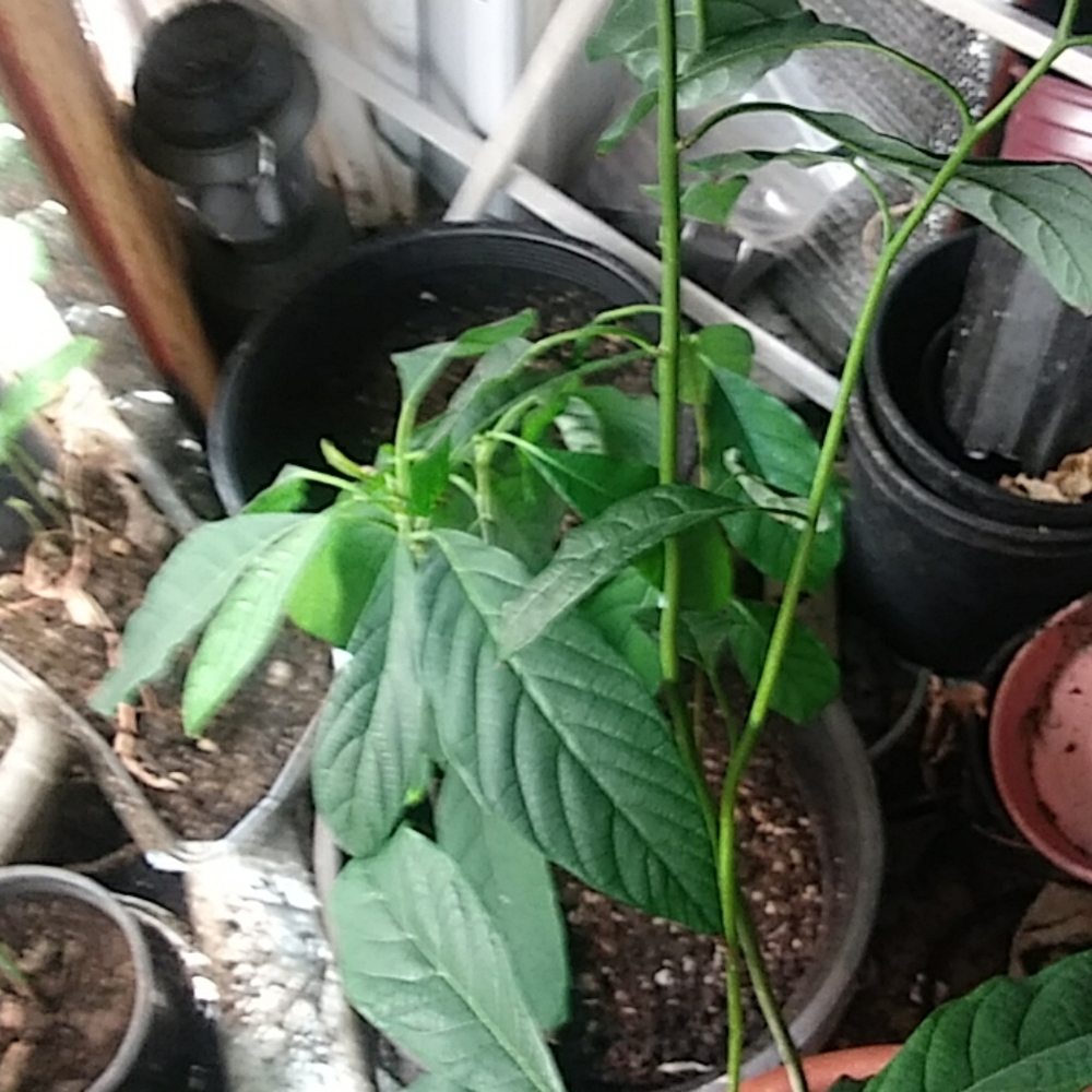 Avocado - Picture 1 of 8